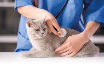 Hipertiroidismo e hipertensión felina