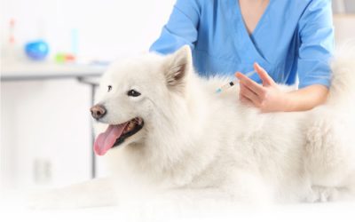 ¿Es necesario vacunar a mi mascota?