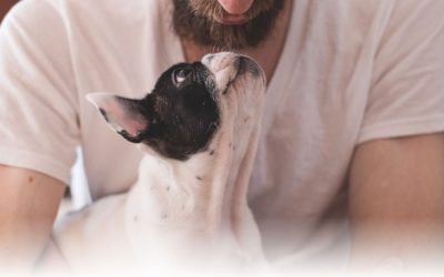 Beneficios de la esterilización en las mascotas