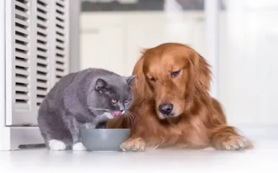 ¿Qué hacer si tu mascota tiene sobrepeso?