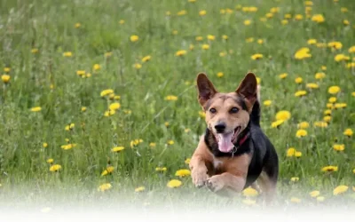 La leishmania en nuestras mascotas