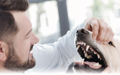 Medidas de prevención para la higiene bucal de tu mascota