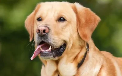Haz una revisión a tu mascota para evitar enfermedades