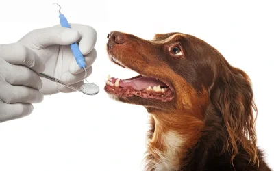 La higiene bucal en tu mascota